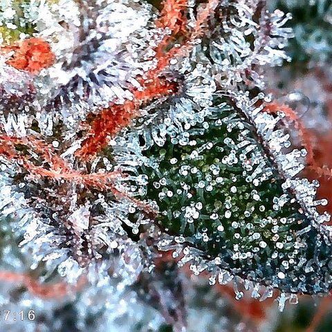 Kilmani growlog timeline photo