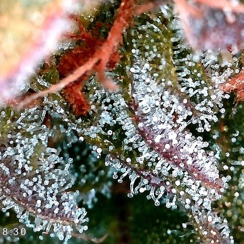 Kilmani growlog timeline photo