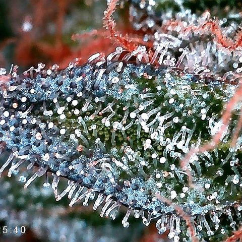 Kilmani growlog timeline photo