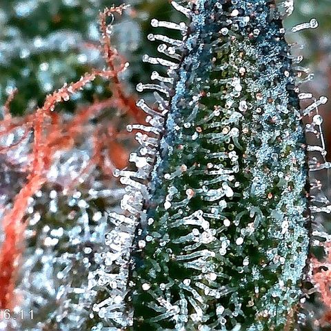 Kilmani growlog timeline photo