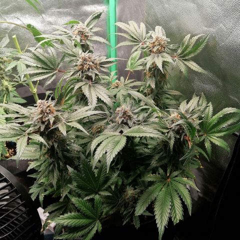 Kilmani growlog timeline photo