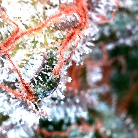 Kilmani growlog timeline photo