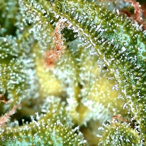 Aisha growlog timeline photo