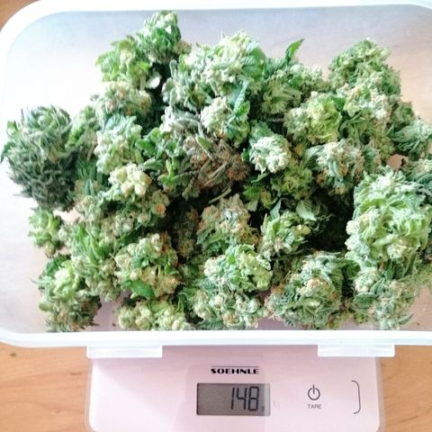 Aisha growlog timeline photo