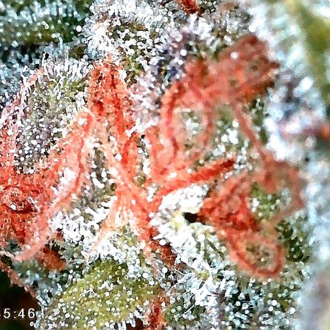 Aisha growlog timeline photo