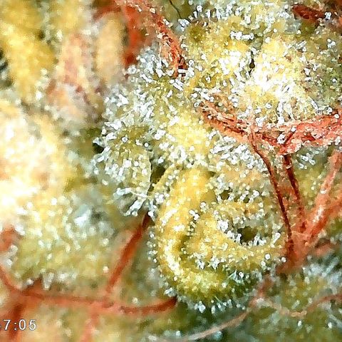 Aisha growlog timeline photo