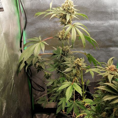 Aisha II growlog timeline photo