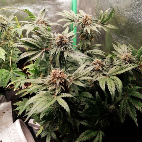 Kilmani growlog timeline photo
