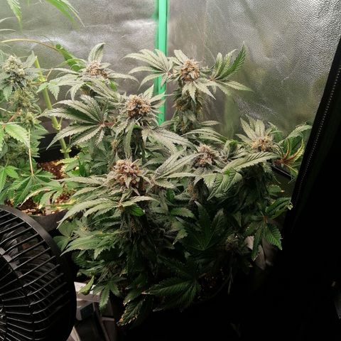 Kilmani growlog timeline photo