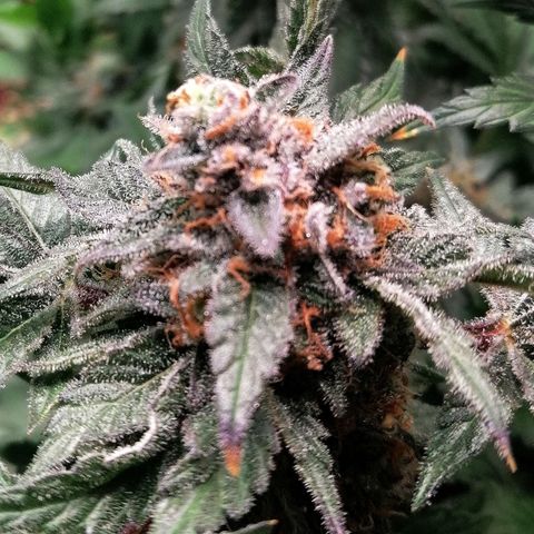 Kilmani growlog timeline photo
