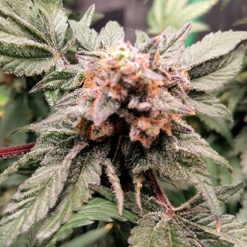 Kilmani growlog timeline photo