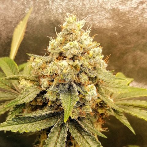 Aisha II growlog timeline photo