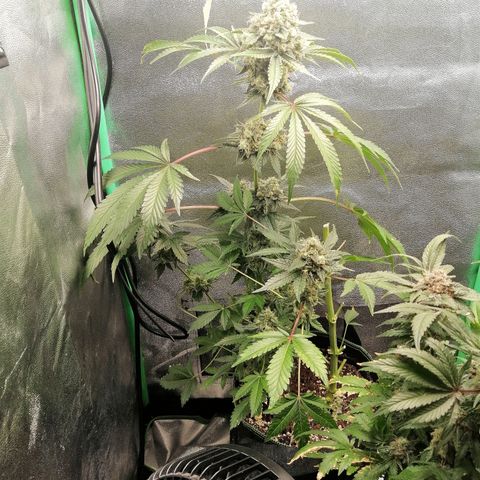 Aisha II growlog timeline photo