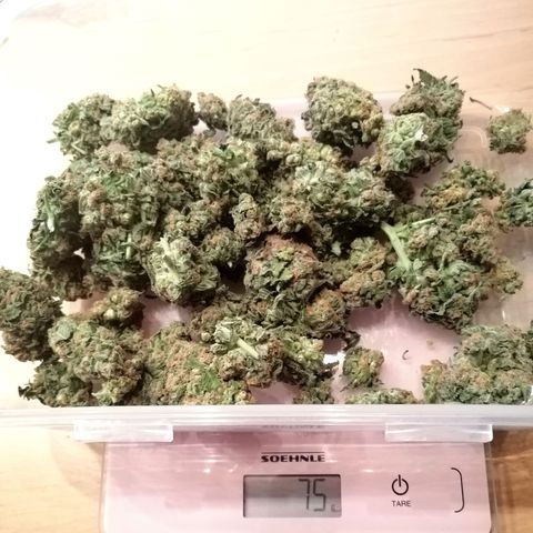 Aisha growlog timeline photo