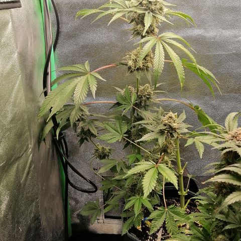 Aisha II growlog timeline photo