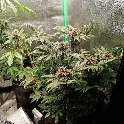 Kilmani growlog timeline photo