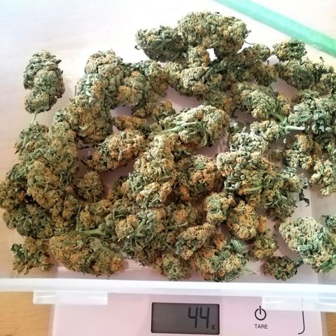 Aisha growlog timeline photo