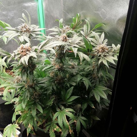 Kilmani growlog timeline photo