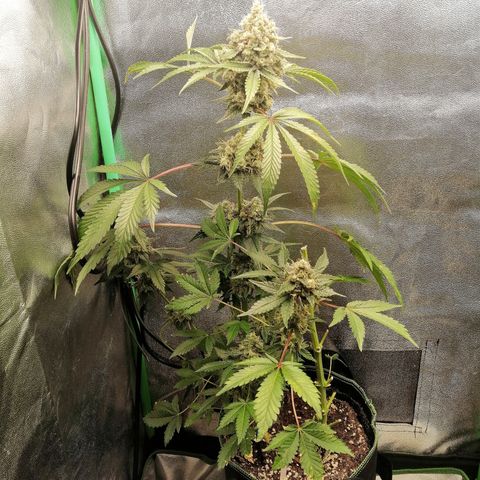 Aisha II growlog timeline photo