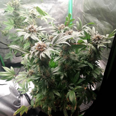 Kilmani growlog timeline photo