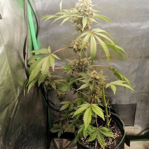 Aisha II growlog timeline photo