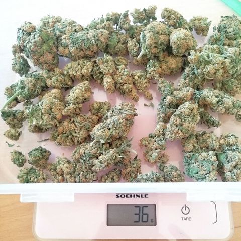 Aisha growlog timeline photo