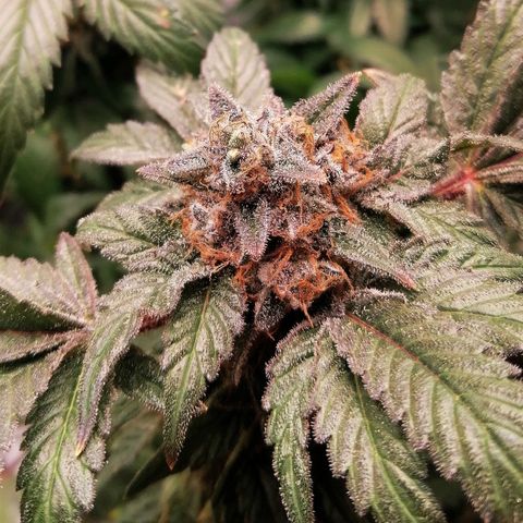 Kilmani growlog timeline photo