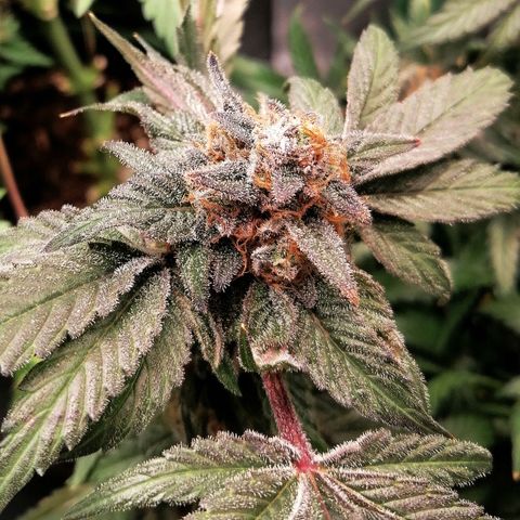 Kilmani growlog timeline photo