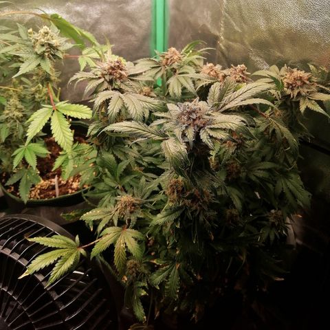 Kilmani growlog timeline photo
