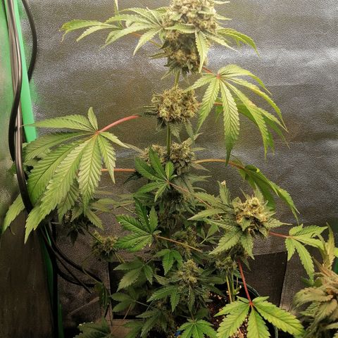Aisha II growlog timeline photo