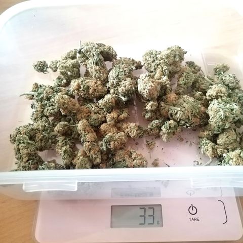Aisha growlog timeline photo