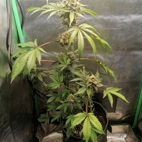 Aisha II growlog timeline photo