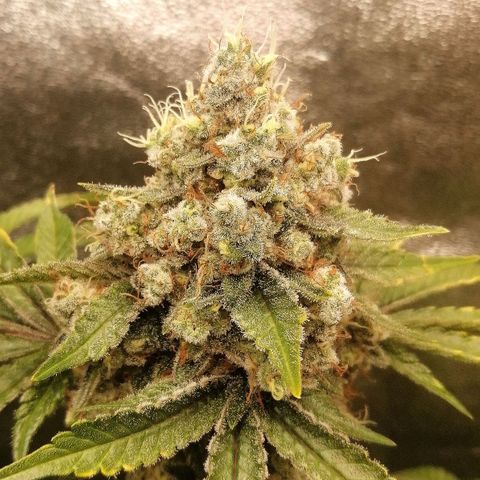 Aisha II growlog timeline photo