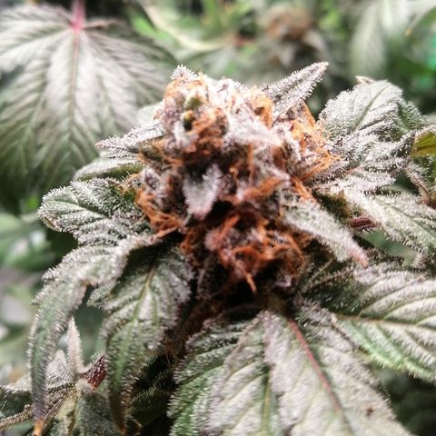 Kilmani growlog timeline photo