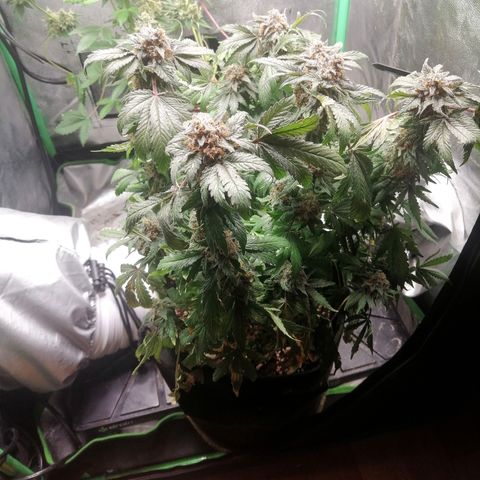 Kilmani growlog timeline photo