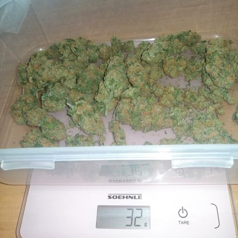 Aisha growlog timeline photo