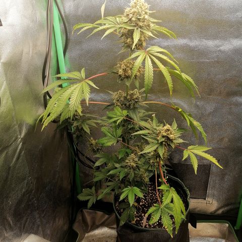 Aisha II growlog timeline photo