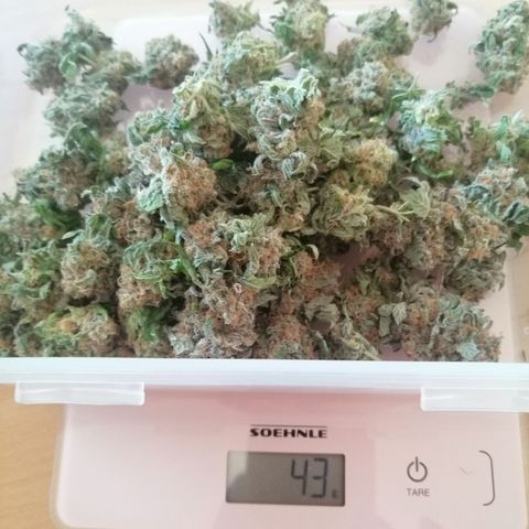 Kilmani growlog timeline photo