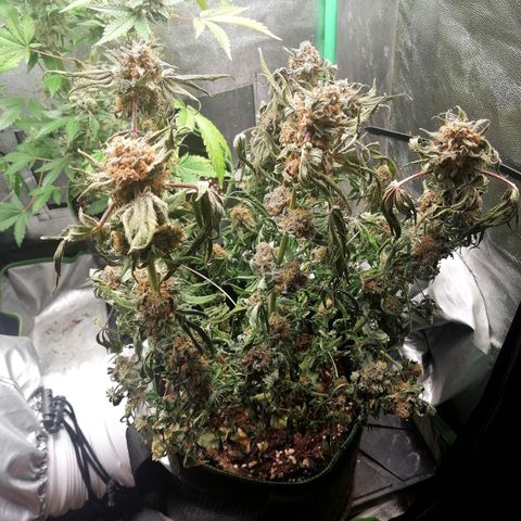 Kilmani growlog timeline photo