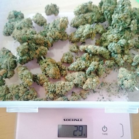 Aisha growlog timeline photo