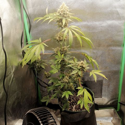 Aisha II growlog timeline photo