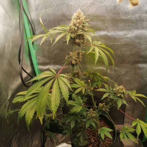 Aisha II growlog timeline photo
