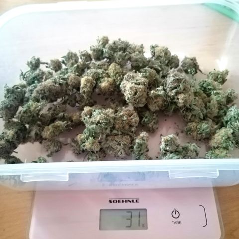 Kilmani growlog timeline photo