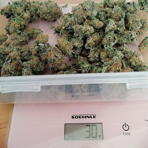 Kilmani growlog timeline photo