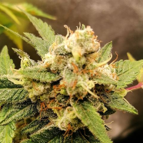 Aisha II growlog timeline photo