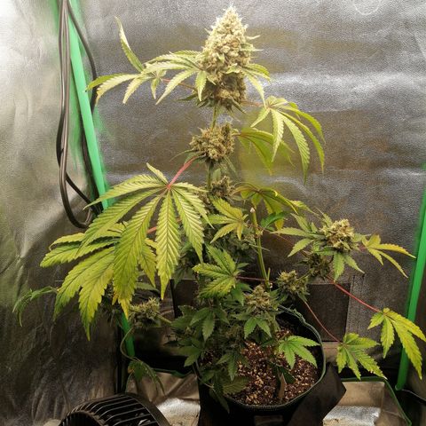 Aisha II growlog timeline photo