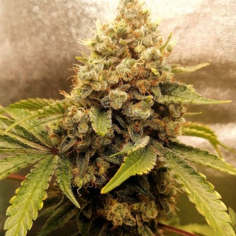 Aisha II growlog timeline photo