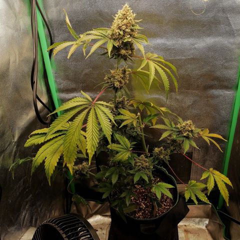 Aisha II growlog timeline photo