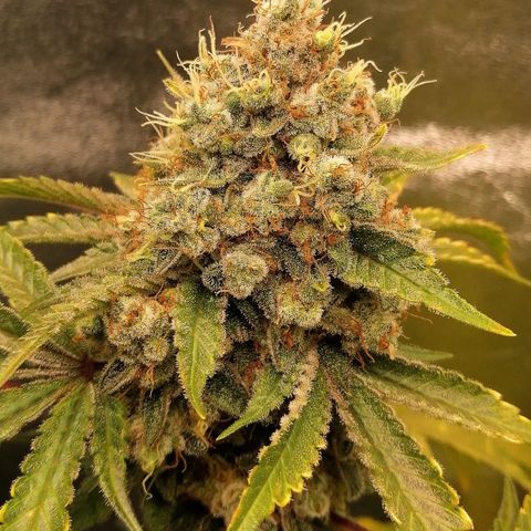 Aisha II growlog timeline photo