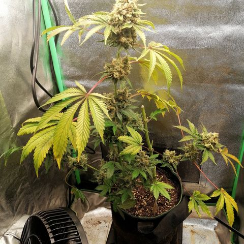 Aisha II growlog timeline photo